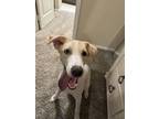 Adopt Bingo a White Great Pyrenees / Australian Shepherd / Mixed dog in Ardmore