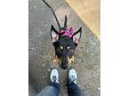 Adopt Mila Jane ~ meet me! a Black - with Tan, Yellow or Fawn Miniature Pinscher