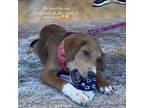 Adopt Reese a Tricolor (Tan/Brown & Black & White) Golden Retriever / Shepherd