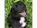 Adopt Hope a Black - with White Border Collie / Mixed dog in Bloomington
