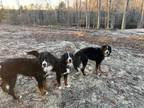 Adopt Haywood,Alonzo,Lydia a Tricolor (Tan/Brown & Black & White) Bernese