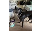 Adopt Minnie a Black - with White Border Collie / Labrador Retriever / Mixed dog