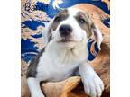 Adopt Bandit a Brindle - with White Mountain Cur / Mixed Breed (Medium) / Mixed