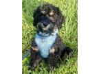 Adopt Starbie a Cavalier King Charles Spaniel / Poodle (Miniature) / Mixed dog