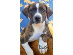 Adopt Ewok Adoption Pending a Brindle - with White Mountain Cur / Mixed Breed