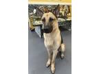 Adopt 24-05-1578 Chase a German Shepherd Dog / Mixed dog in Dallas
