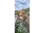 Adopt Jerry a Tan/Yellow/Fawn Mutt / Mixed dog in Phoenix, AZ (41493292)