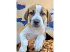 Adopt Zoey a Red/Golden/Orange/Chestnut - with White Mountain Cur / Mixed Breed