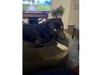 Adopt Jet a Black - with White American Staffordshire Terrier / Mixed Breed