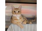 Adopt Ninja Turtle; DONATELLO a Orange or Red (Mostly) Domestic Shorthair /