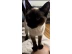Adopt Zeus a Tan or Fawn (Mostly) Siamese / Mixed (short coat) cat in Hazleton