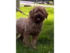 Adopt Victoria a Red/Golden/Orange/Chestnut Miniature Poodle / Mixed dog in