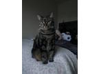 Adopt Moonlight a Brown or Chocolate (Mostly) Tabby / Mixed (short coat) cat in