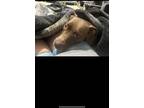 Adopt Coco a Brown/Chocolate American Pit Bull Terrier / Mixed dog in Fort