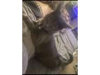 Adopt Storm a Gray or Blue Russian Blue / Mixed (short coat) cat in Gastonia