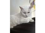 Adopt Snow a White Korat / Mixed (short coat) cat in Gastonia, NC (41220788)