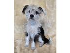 Adopt Joliet a White - with Black Terrier (Unknown Type, Small) / Mixed dog in