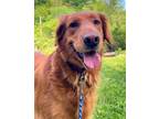 Adopt Fern a Red/Golden/Orange/Chestnut Golden Retriever / Mixed dog in Bedford