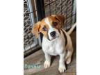 Adopt Donnie a White - with Red, Golden, Orange or Chestnut Blue Heeler / Hound