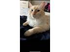 Adopt Frankie a White (Mostly) Domestic Longhair / Mixed (long coat) cat in
