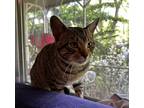 Adopt Rusty a Brown Tabby Tabby / Mixed (short coat) cat in West Frankfort