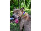 Adopt Gabe a American Pit Bull Terrier / Mixed Breed (Medium) / Mixed dog in