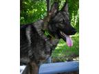 Adopt Barney a German Shepherd Dog / Mixed Breed (Medium) / Mixed dog in