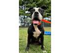 Adopt Mazie a Black - with White Pit Bull Terrier / Boxer / Mixed dog in Marion