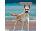 Adopt Sapphire a Husky / Mixed Breed (Medium) / Mixed dog in Sebastian