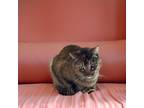 Adopt Annie a Domestic Shorthair / Mixed (short coat) cat in Sebastian
