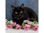 Adopt Evan a Domestic Shorthair / Mixed (short coat) cat in Newberg