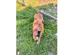 Adopt Mister T a American Pit Bull Terrier / Mixed dog in Vineland