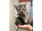 Adopt Shrek a Brown Tabby Domestic Shorthair / Mixed (short coat) cat in Marion