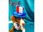 Adopt Boss a Mixed Breed (Medium) / American Pit Bull Terrier / Mixed dog in
