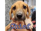 Adopt Chief a Mixed Breed (Medium) / American Pit Bull Terrier / Mixed dog in