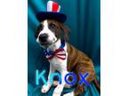 Adopt Knox a Mixed Breed (Medium) / American Pit Bull Terrier / Mixed dog in