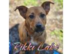 Adopt Rikki Lake a Golden Retriever / German Shepherd Dog / Mixed dog in