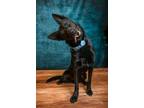 Adopt Kratos a German Shepherd Dog / Border Collie / Mixed dog in Rock Springs