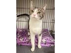 Adopt Azalea a Domestic Shorthair / Mixed (short coat) cat in Rock Springs