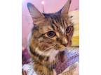 Adopt Purroo a Domestic Shorthair / Mixed (short coat) cat in Brigham City -