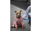 Adopt Mamacita a Mutt dog in New York, NY (41511778)