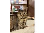 Adopt Admiral Adorable a Domestic Shorthair / Mixed (short coat) cat in