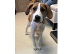 Adopt Branson a Boxer / Beagle / Mixed dog in Blountville, TN (41513331)