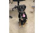 Adopt Vader a Mountain Cur / Mixed Breed (Medium) / Mixed dog in Rockport