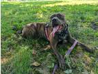 Adopt Goofy a Brindle American Pit Bull Terrier / Mixed dog in Louisville