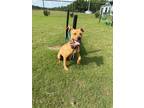 Adopt Harriot a American Pit Bull Terrier / Mixed dog in WILSON, NC (41489627)