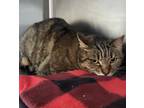 Adopt Riley a Domestic Shorthair / Mixed (short coat) cat in Greeneville