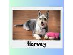 Adopt Harvey a Schnauzer (Standard) / Mixed dog in Mesa, AZ (41513284)