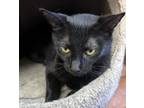 Adopt Argenta a Domestic Shorthair / Mixed (short coat) cat in Corpus Christi