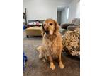 Adopt Jack a Red/Golden/Orange/Chestnut Golden Retriever / Mixed dog in Waseca